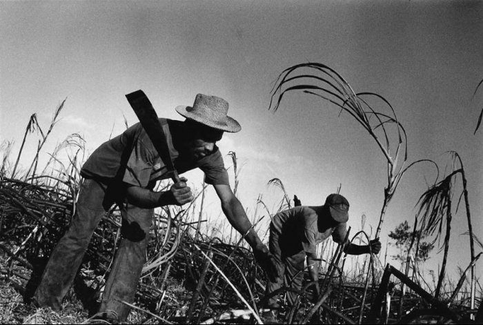 Dominican Republic - Sugar Cane Harvest - Batey Bombita