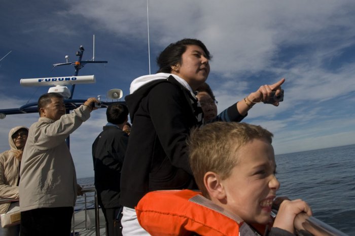 Sperm Whale Watching - KAIKORUA - NEW ZEALAND