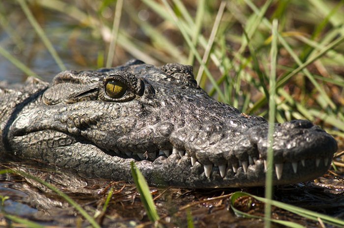 Delta del Okavango - Parque Nacional de Moremi  - Botswana - Cocodrilo del Nilo