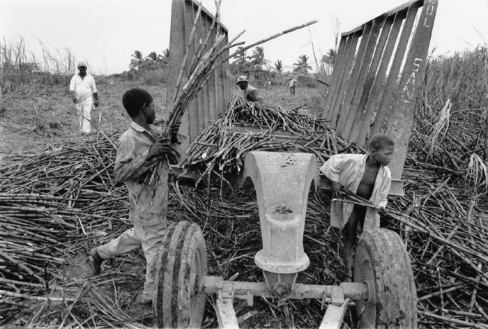 Dominican Republic - Sugar Cane Harvest - Batey 3