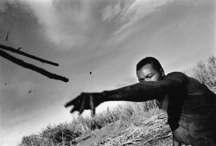 Dominican Republic - Sugar Cane Harvest - Batey 3