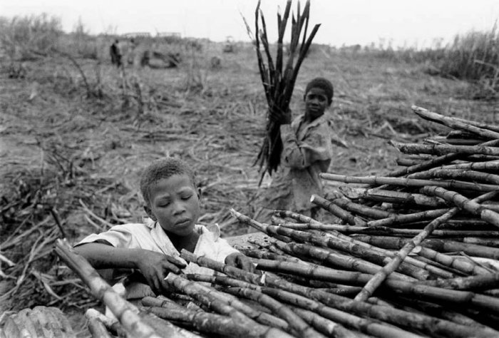 Dominican Republic - Sugar Cane Harvest - Batey 3