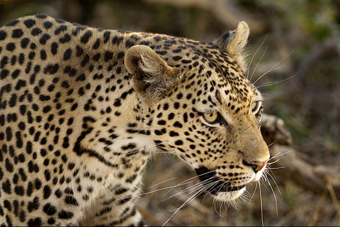 Chobe National Park - Savute Elephant Camp - Botswana - Leopardo