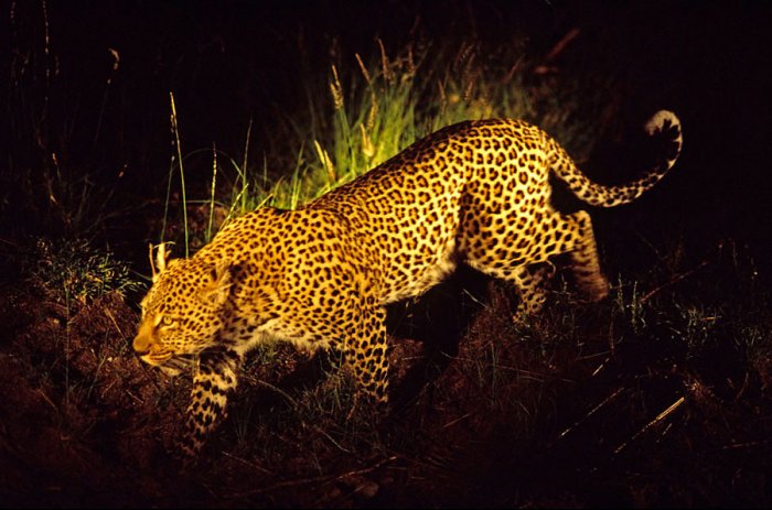 Sudáfrica - Tren Rovos Rail - Leopardo en un safari nocturno