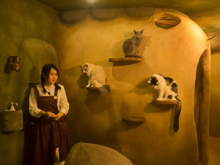 Tokyo, lovely heart - Cat's Cafe