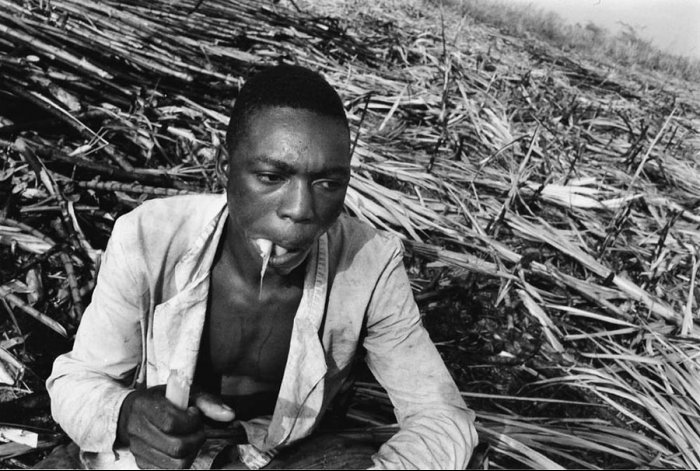 Dominican Republic - Sugar Cane Harvest - Batey 5