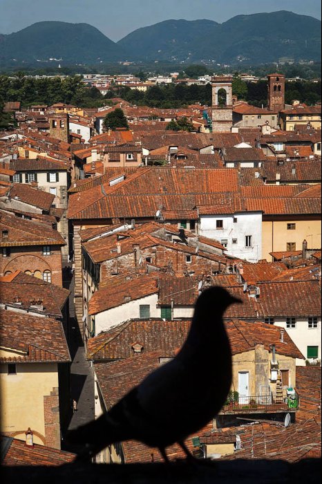 Tuscany - Lucca - Italy