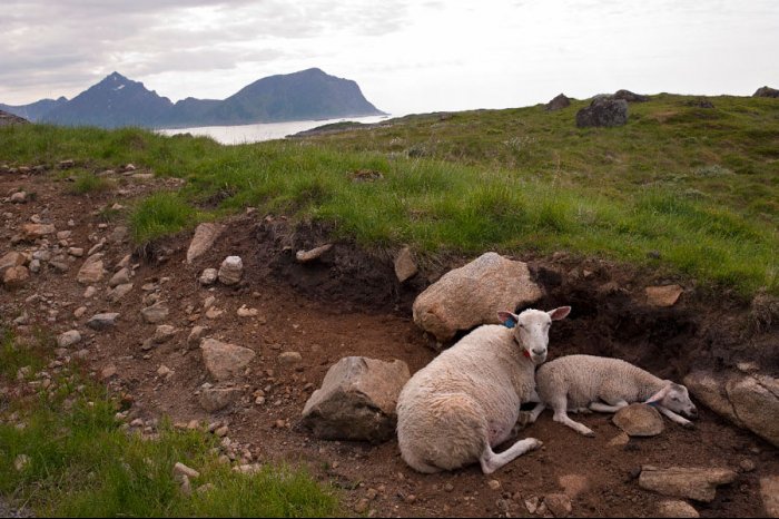 Norte de Europa - Noruega - Islas Lofoten