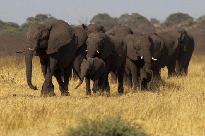 Chobe National Park - Savute Elephant Camp - Botswana