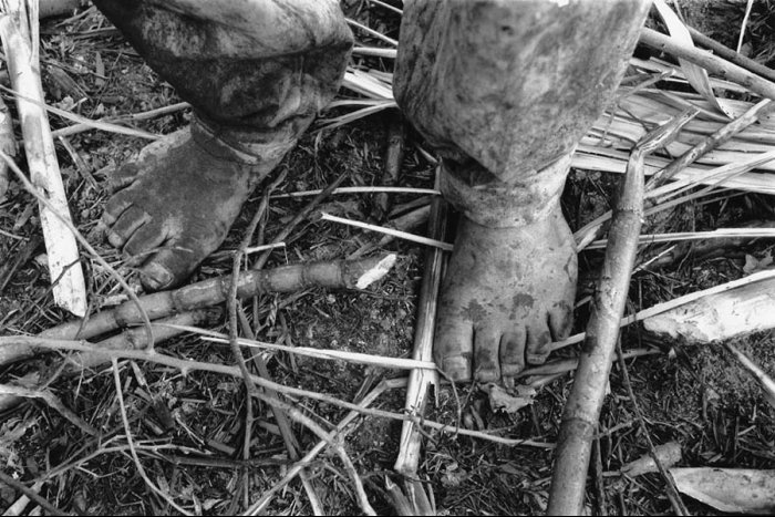 Dominican Republic - Sugar Cane Harvest - Batey Bombita