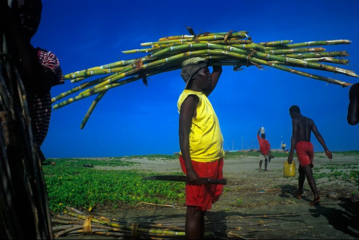 Haiti - Limonade - Sugar cane harvest