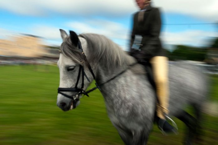 CLIFDEN - Connemara - Irlanda - Pony Festival