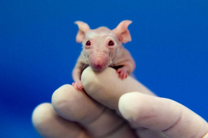 Exploring cancer - Athymic mouse - Supports human tumors