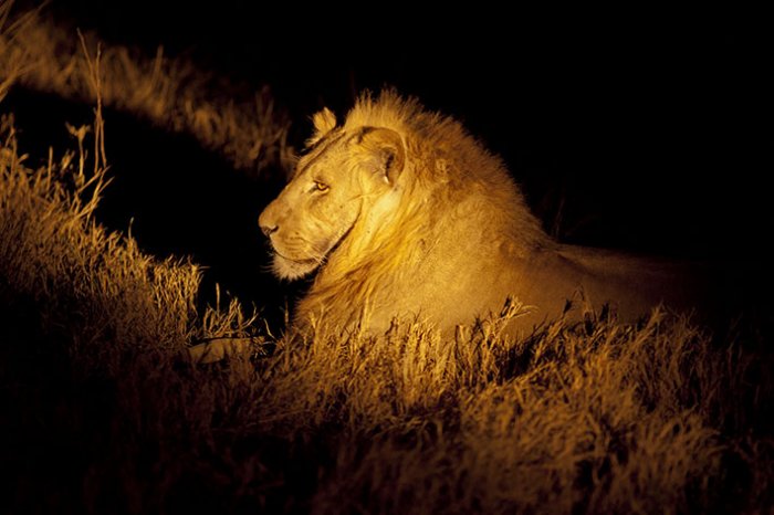 Okavango Delta - Moremi National Park - Night safari in Khwai River Camp - Lion