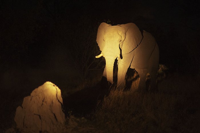 Delta del Okavango - Parque Nacional de Moremi  - Botswana - Safari nocturno en Khwai River - Elefante