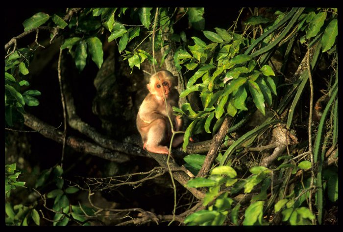 MEXICO - Estado de Veracruz - Catemaco - Reserva natural de Nanciyaga