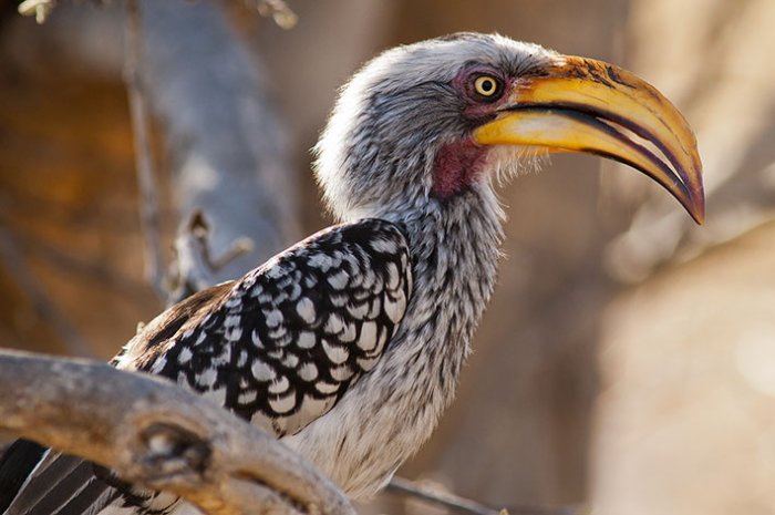 Chobe National Park - Botswana - Calao de Pico Amarillo (Tockus leocumela)