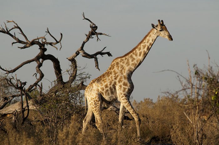 Chobe National Park - Botswana - Jirafa