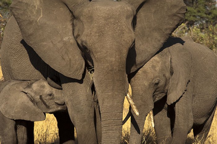 Chobe National Park - Savute Elephant Camp - Botswana