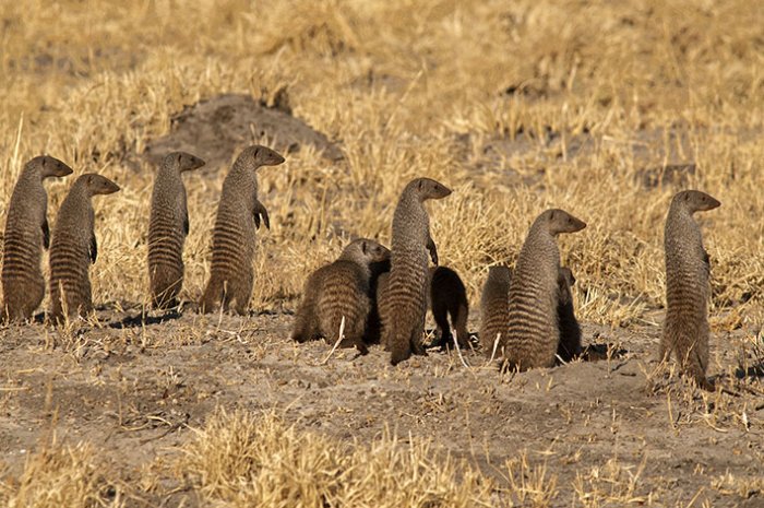 Chobe National Park - Botswana - Banded Momgoose 