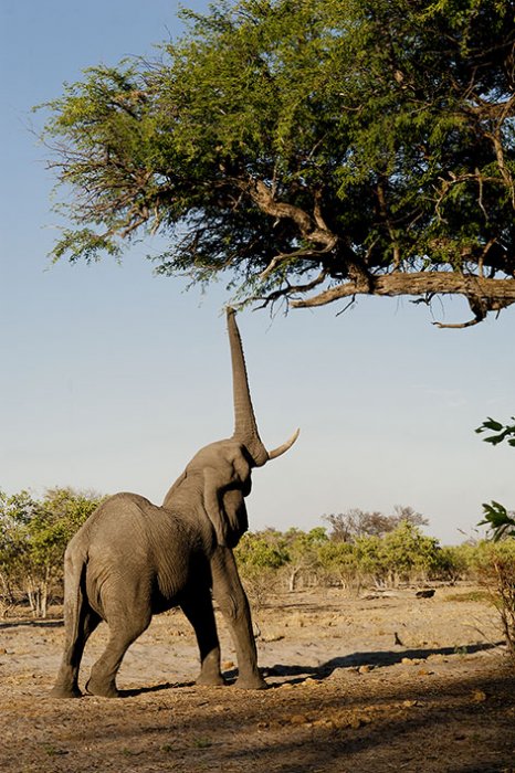 Delta del Okavango - Parque Nacional de Moremi  - Botswana - Elefante