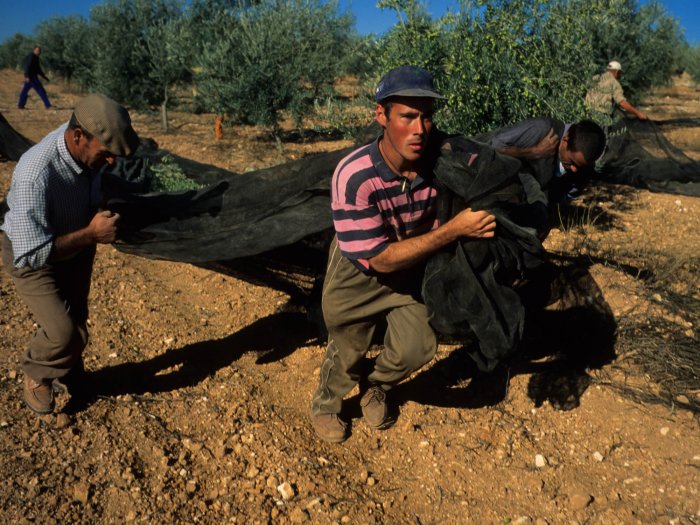 Bancares - Málaga - Picking olives and working the land