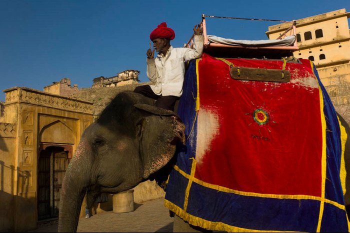 INDIA - Rajastan - Elefante en JAIPUR