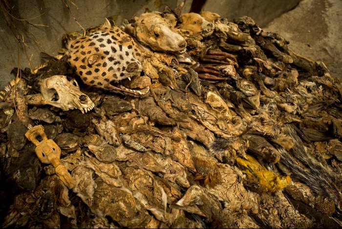 COTONOU - Benín - África -  Fetiches en el mercado de Dantokpa