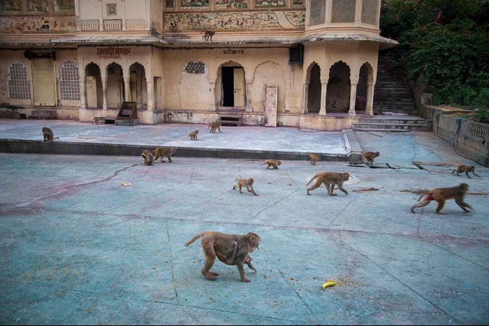 INDIA - Rajastan - JAIPUR - Shri Galta - Monkey Temple