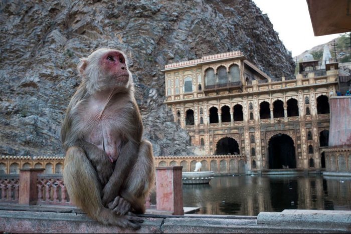 INDIA - Rajastan - JAIPUR - Shri Galta - Monkey Temple