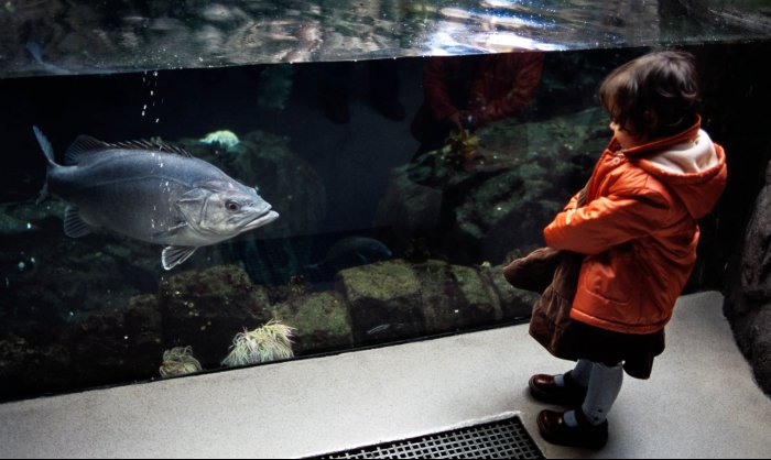 Haciendo amigos en el acuario