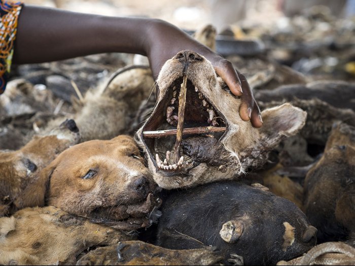 Animals as medicine